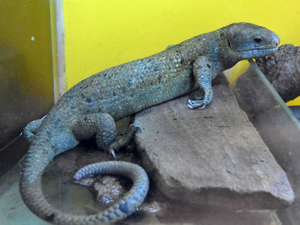 オマキトカゲ（Corucia zebrata）