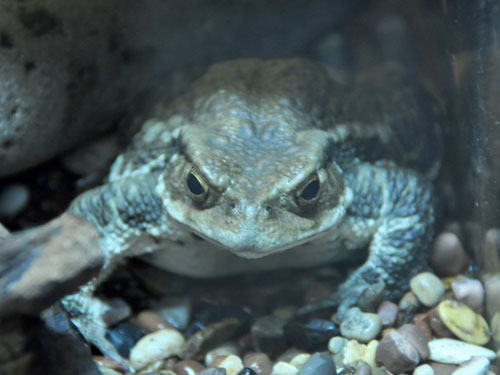 アズマヒキガエル