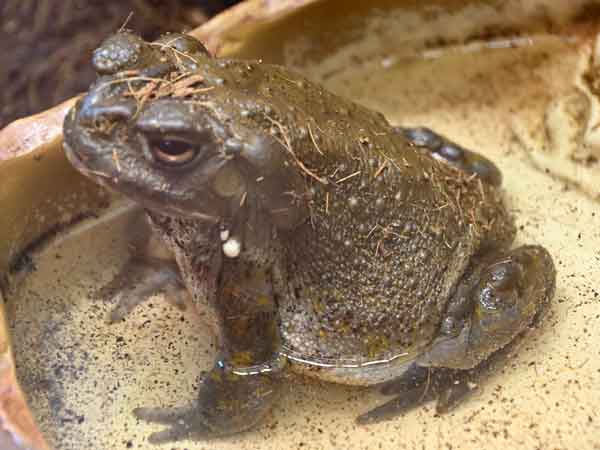 コロラドリバーヒキガエル