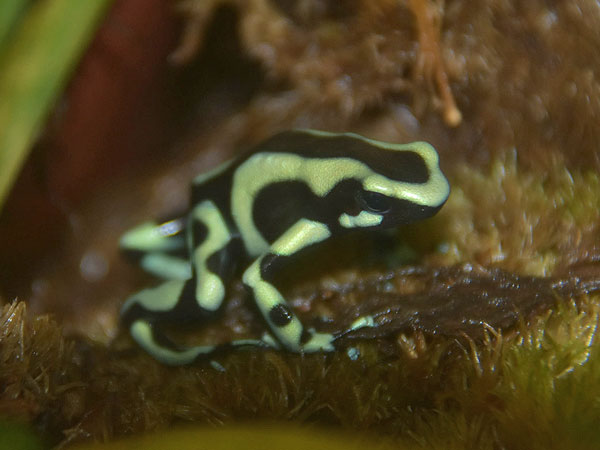 マダラヤドクガエル