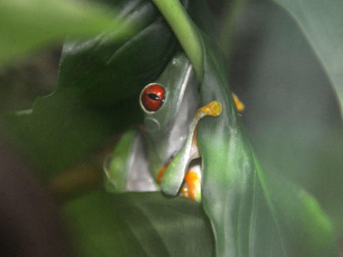 アカメアマガエル