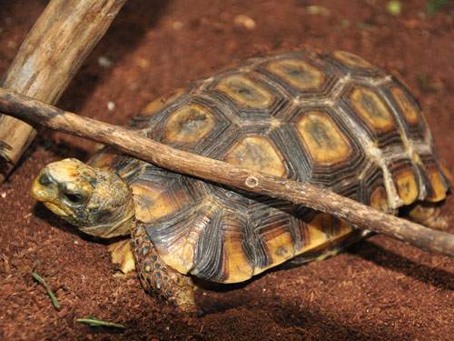 キアシガメ（Chelonoidis denticulata）