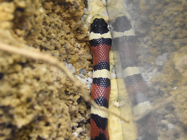シロハナキングヘビ
