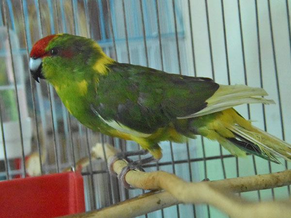 アオハシインコ