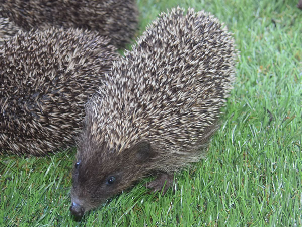 キタハリネズミ