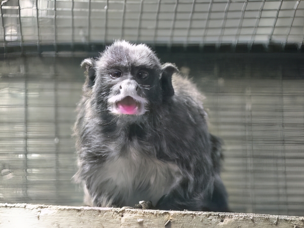 ムネアカタマリン