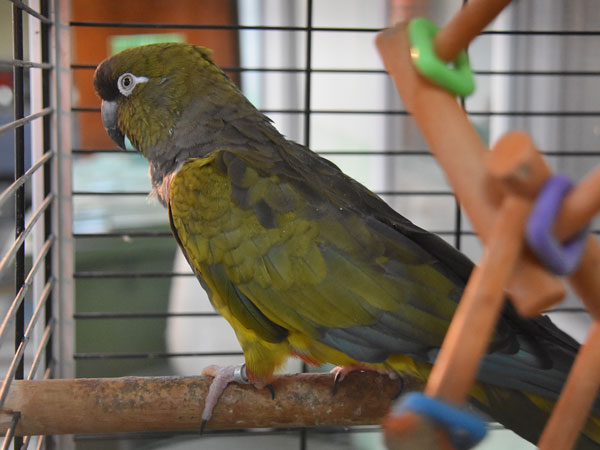 イワインコ