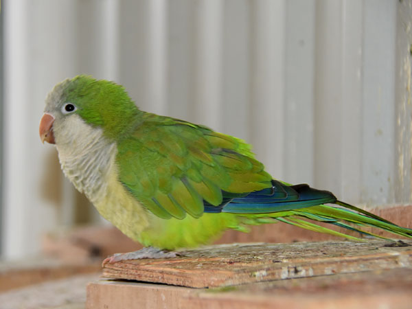 オキナインコ