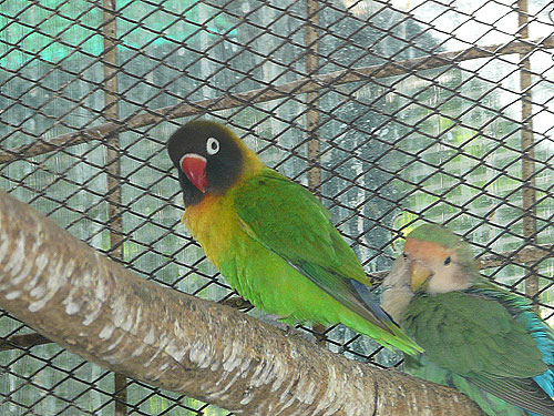 キエリボタンインコ