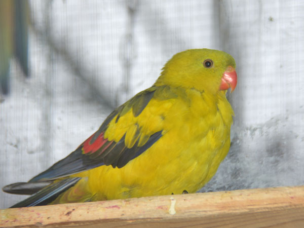 オグロインコ