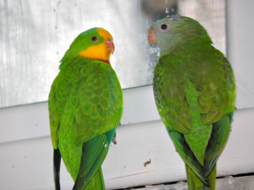 ミカヅキインコ