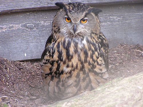ワシミミズク（Bubo bubo bubo）