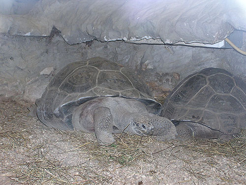 サンタクルスゾウガメ