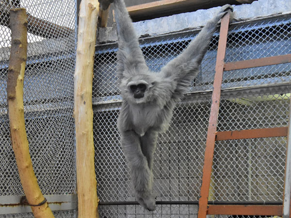 ワウワウテナガザル