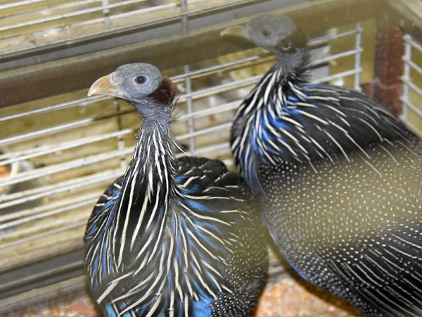 フサホロホロチョウ