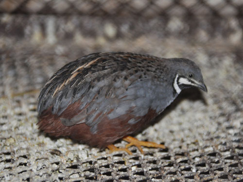 ヒメウズラ（Coturnix chinensis）