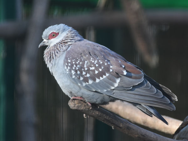 ウロコカワラバト