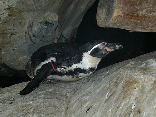 フンボルトペンギン
