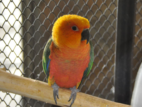 ナナイロメキシコインコ