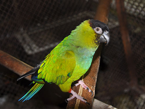 クロガミインコ