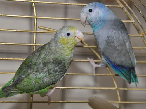 テリルリハシインコ