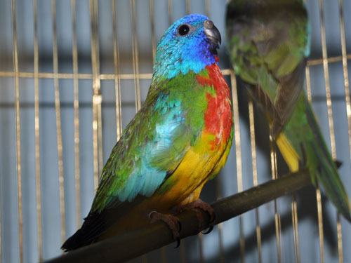 ヒムネキキョウインコ