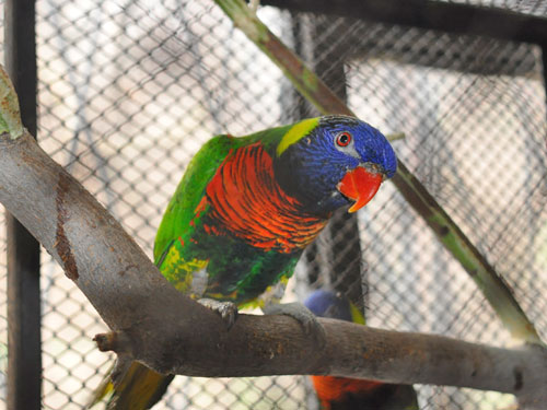 ニューギニアゴシキセイガイインコ