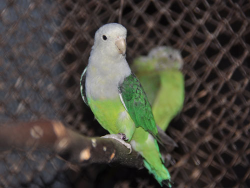 カルカヤインコ