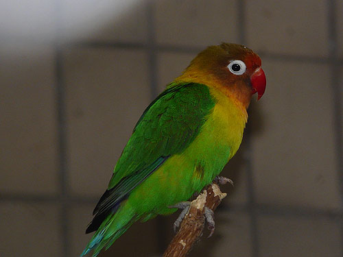 ルリゴシボタンインコ
