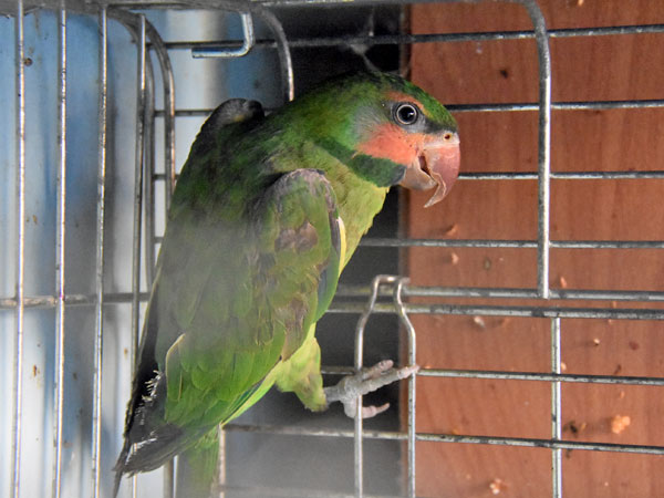 オナガダルマインコ