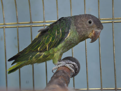 ルリゴシインコ