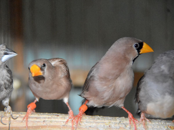 キバシキンセイチョウ