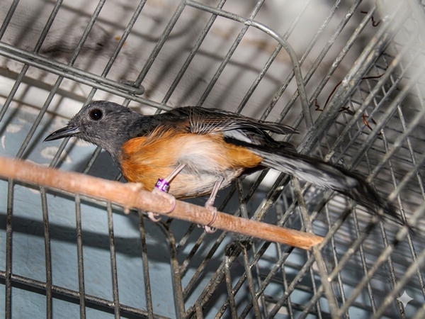アカハラシキチョウ