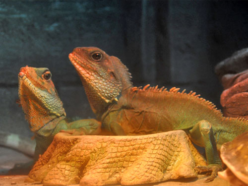 インドシナウォータードラゴン
