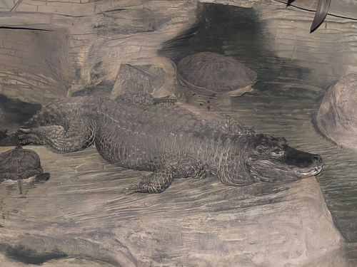 ヨウスコウワニ