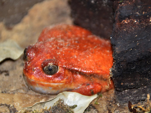 アカトマトガエル