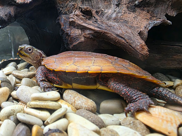 スペングラーヤマガメ