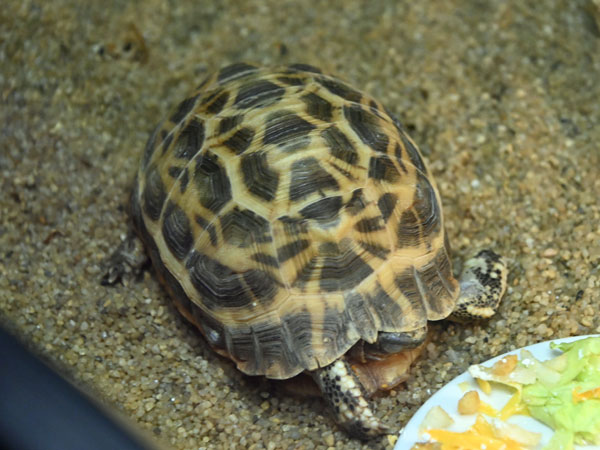 クモノスガメ