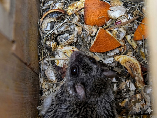 ソメワケクサビオモモンガ