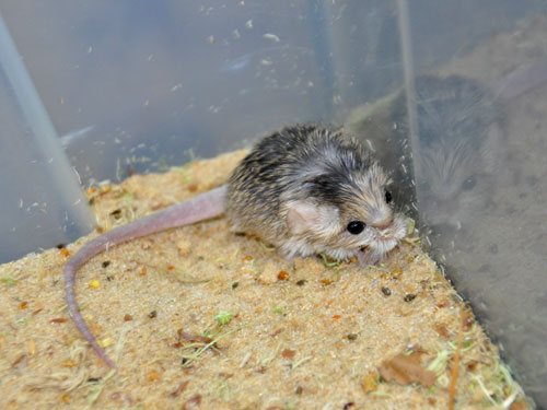 オブトコミミトビネズミ