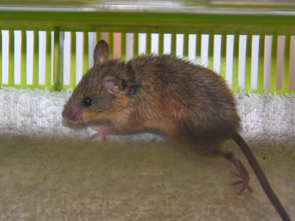 クルホーオナガネズミ