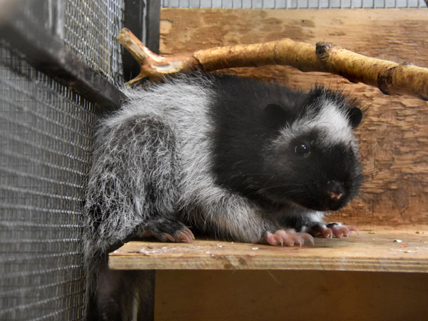 ウスイロホソオクモネズミ