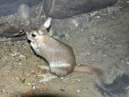 トビウサギ