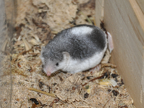 クラカケジネズミ