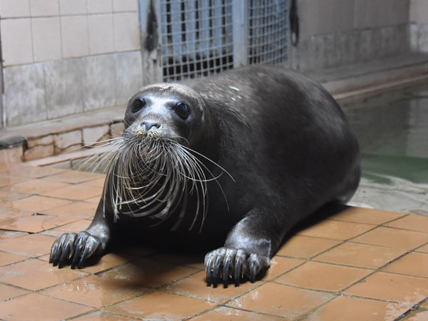 アゴヒゲアザラシ