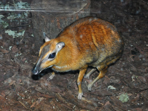 オオマメジカ