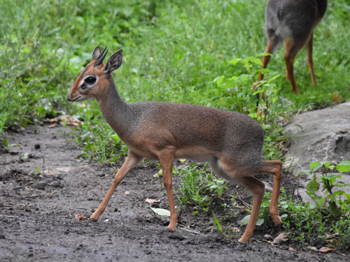 キルクディクディク