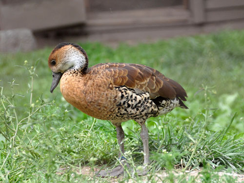 ハシグロリュウキュウガモ