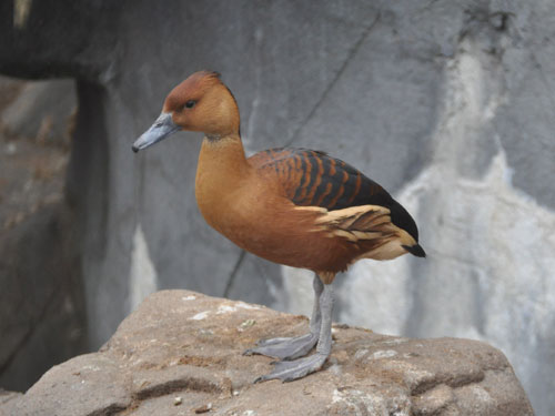 アカリュウキュウガモ