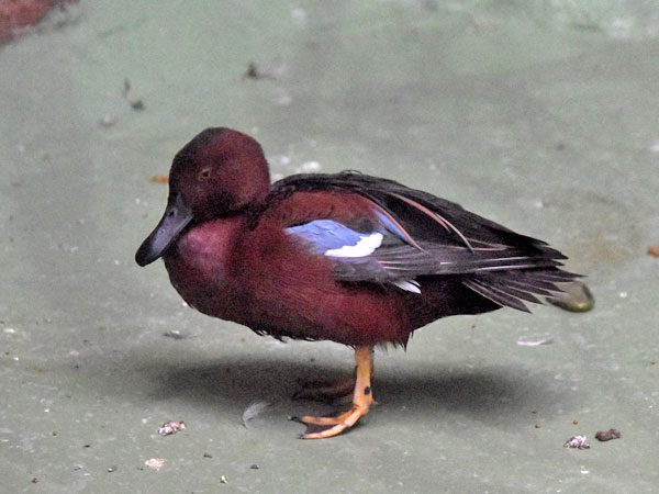 アカシマアジ